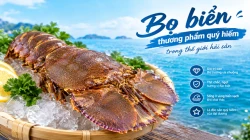 Bọ biển tươi sống: Đặc điểm, giá trị dinh dưỡng và giá bán