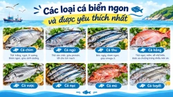 Các loại cá biển hải sản ngon và được yêu thích nhất