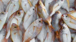Cá biển ngon bổ dưỡng: 6 loại nên có trong bữa cơm gia đình