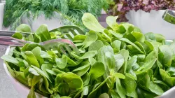 Cách trộn salad ngon: tỉ lệ sốt chuẩn và 5 món bổ dưỡng dễ làm