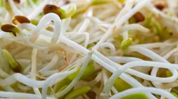 Giá đỗ sạch: 6 đặc điểm nhận biết và cách tự làm giá tại nhà