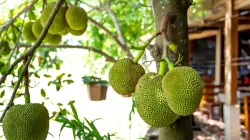 Món ngon từ mít non: 4 công thức đậm vị quê nhà dễ làm