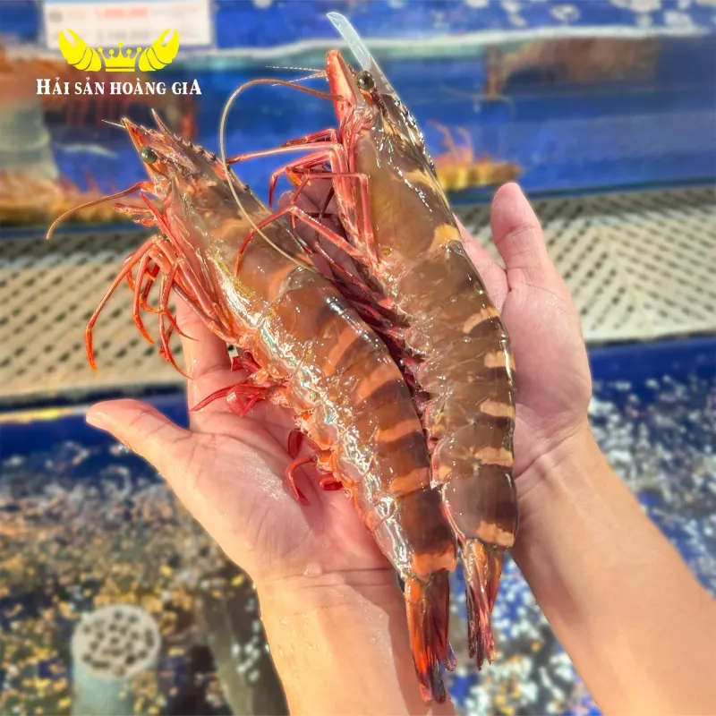 Tôm sú tự nhiên nhiên tươi sống