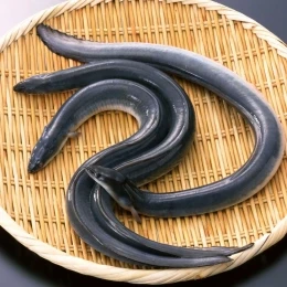 Cá Chình Đen Tươi Sống
