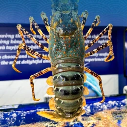 Tôm Hùm Bông tự nhiên tươi sống
