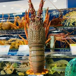 Tôm Hùm Đông Úc tự nhiên tươi sống