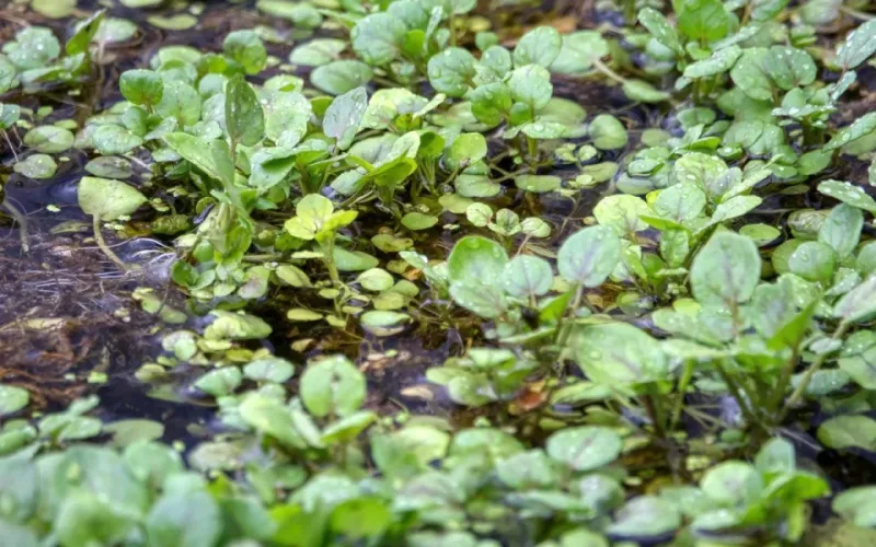 canh cải xoong nấu sườn
