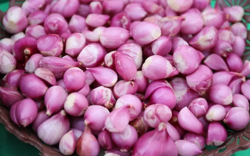 h&agrave;nh phi gi&ograve;n l&acirc;u
