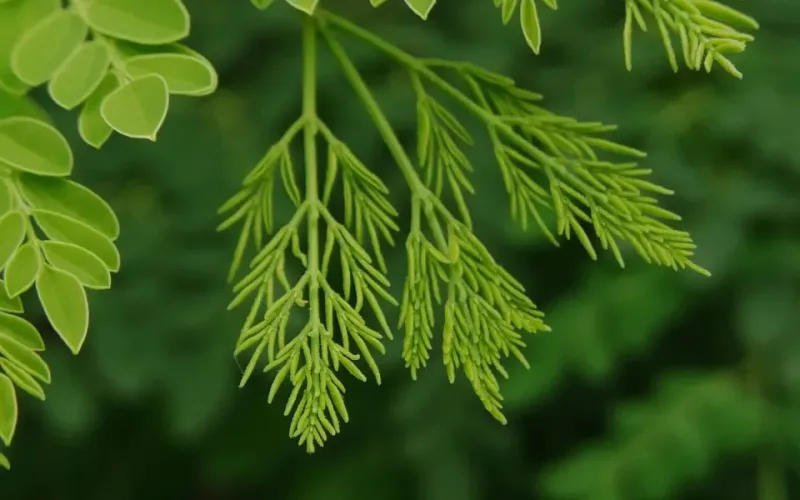 canh chùm ngây