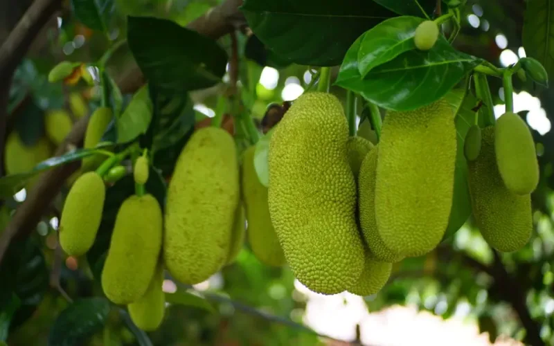 m&iacute;t non nấu canh