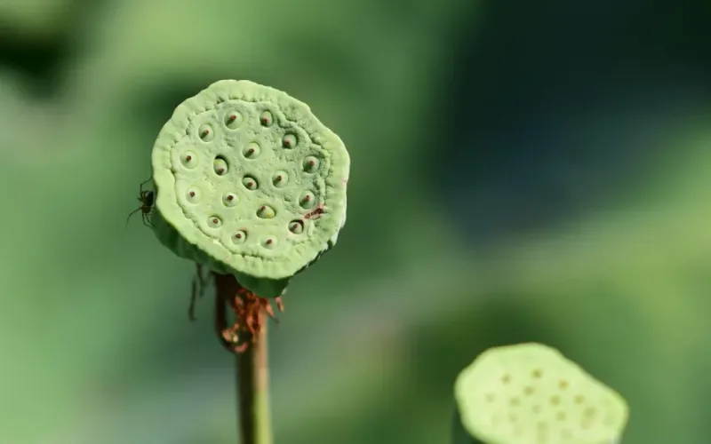 món ăn bồi bổ