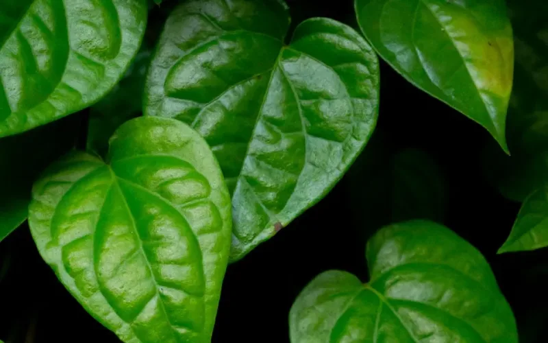 c&aacute;ch l&agrave;m chả l&aacute; lốt