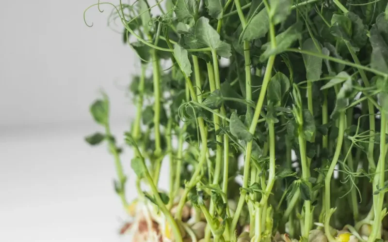 ếch trộn rau mầm