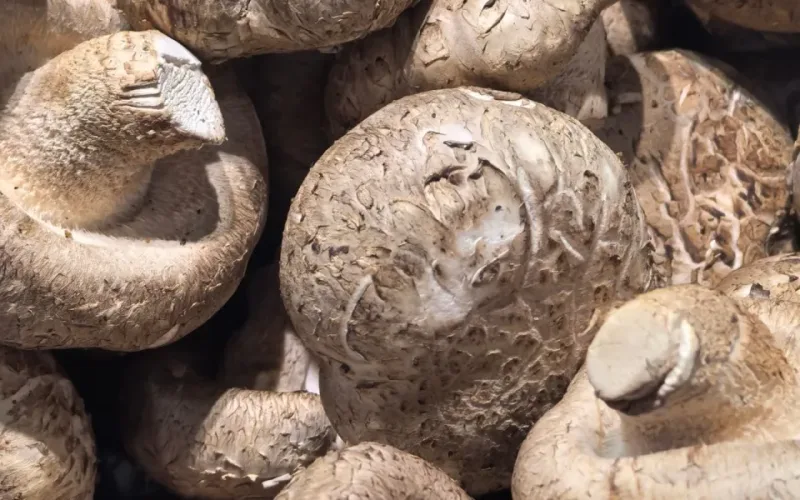 gà kho nấm đông cô