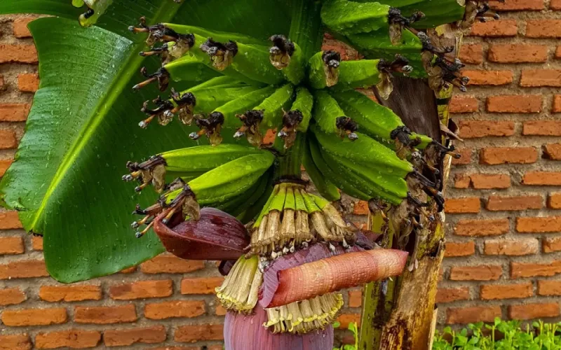 gỏi bắp chuối thịt bò