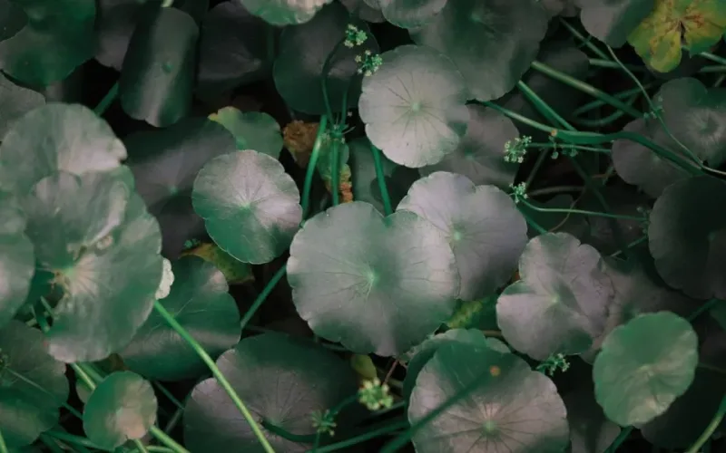 gỏi rau má