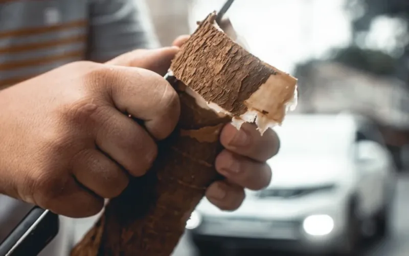 cách khử độc khoai mì
