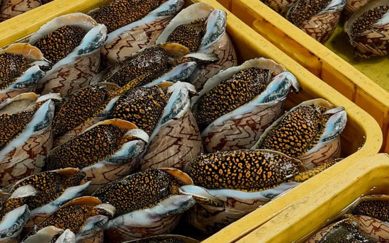 m&oacute;n ngon từ ốc