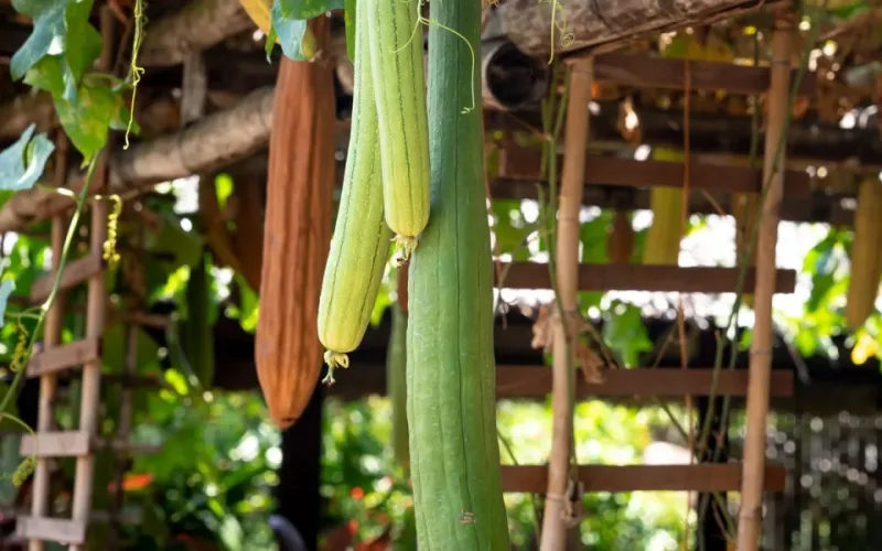 dinh dưỡng mướp hương