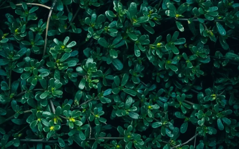 lợi ích của rau sam