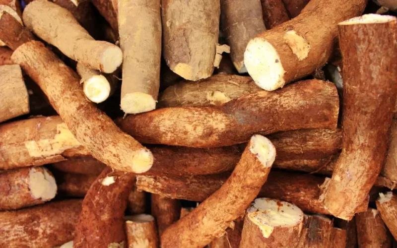 an toàn thực phẩm
