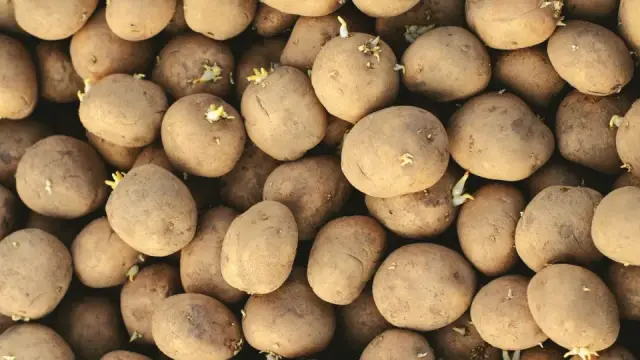 Bộ phận có độc ở rau củ quen thuộc và cách sơ chế an toàn