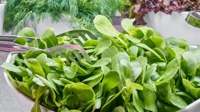 C&aacute;ch trộn salad ngon: tỉ lệ sốt chuẩn v&agrave; 5 m&oacute;n bổ dưỡng dễ l&agrave;m