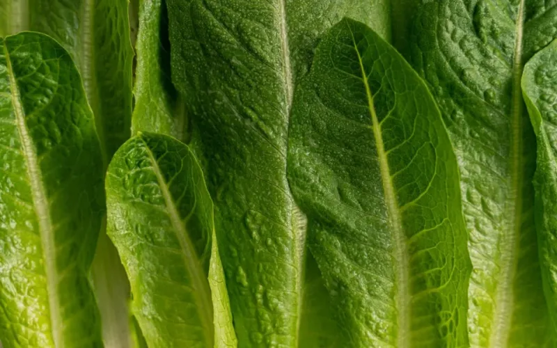 salad mayonnaise