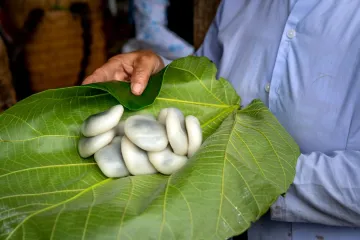 Bánh gạo truyền thống trên lá