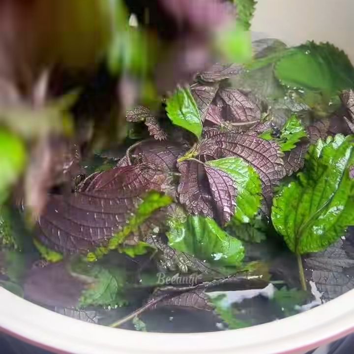 Nhặt lá