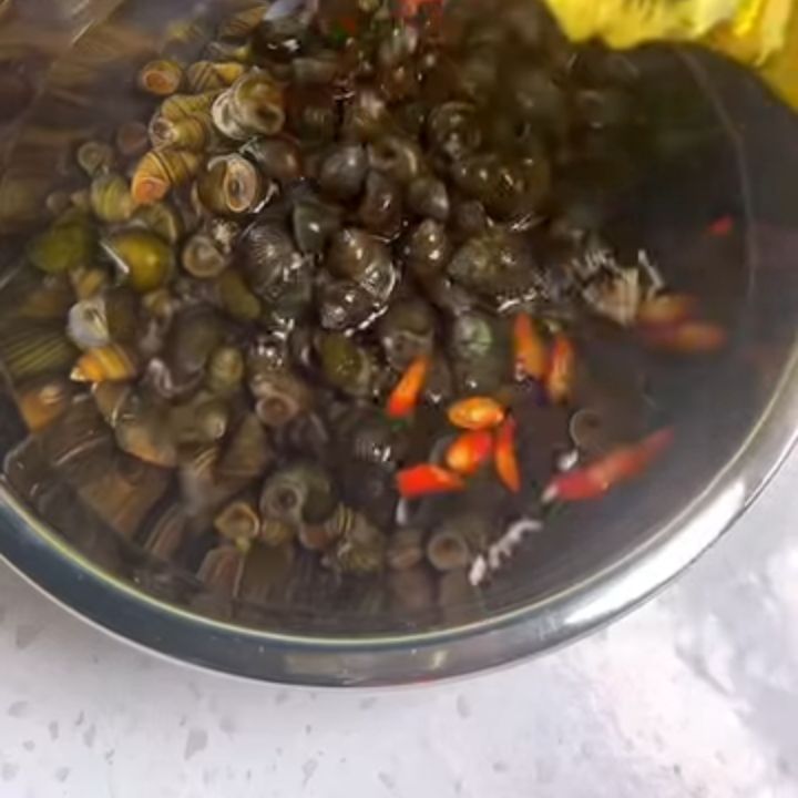 Luộc ốc