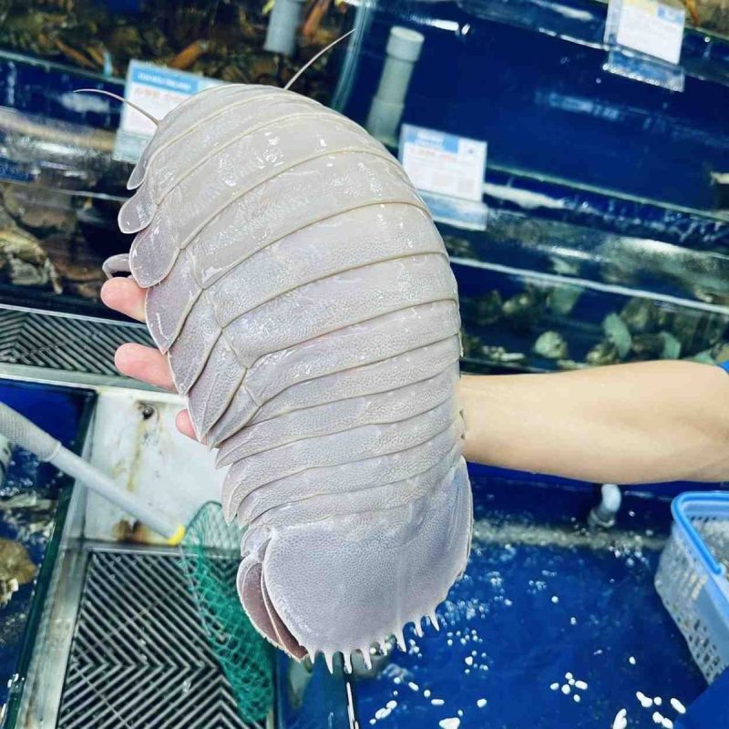 Bọ biển tươi sống 2