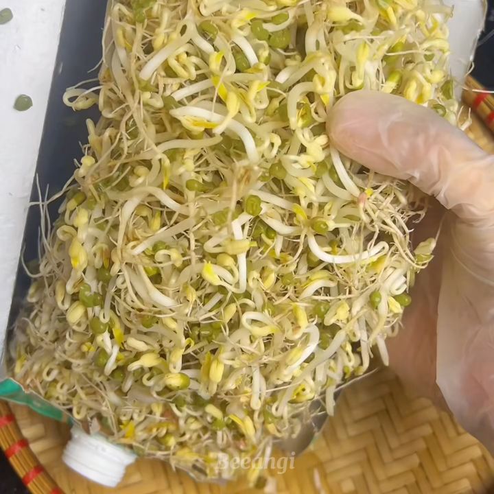 Gi&aacute; đỗ mọc đầy hộp sữa