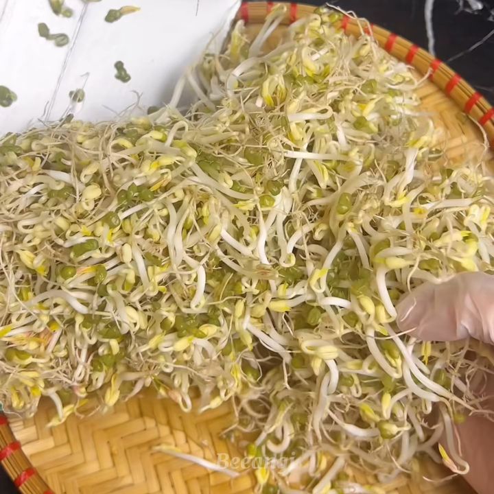 Gi&aacute; đỗ tự l&agrave;m bằng hộp sữa giấy
