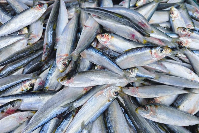 C&aacute; tr&iacute;ch &ndash; Thịt mềm, b&eacute;o v&agrave; được d&ugrave;ng trong nhiều m&oacute;n